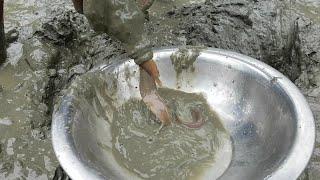 Do You Believe This Fishing? Poisonous Thorn Fish Catching From Mud Hole By Hand