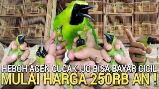 BISA BAYAR CICIL ! AGEN CUCAK IJO SUPER BIG MUDAH DAN MURAH PART 2 PASAR BURUNG PRAMUKA HARI INI