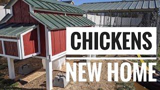 How to Move Chickens into a New Coop with Ease (and a new coop reveal!)