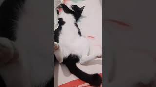 Serasa Anak Tuan Rumah. Kelakuan Gemes Kucing Ketika Tidur #kucingkampung #shorts