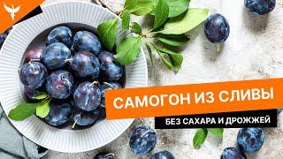 сДЖ 7: Самогон из сливы без сахара и дрожжей