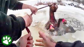 Heroic Police Officers Save Horse Trapped in Frozen Pond