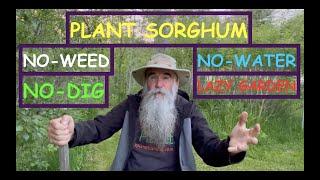 Plant SORGHUM In NO-DIG NO-WEED NO-WATER LAZY GARDEN. Even In WET SOIL. Get Grain FLOUR & SUGARCANE!