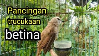 Suara burung trucuk betina memanggil jantan Ampuh buat pancingan trucukan gacor