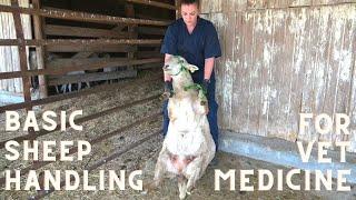 Basic Sheep Handling for the Veterinary Technician