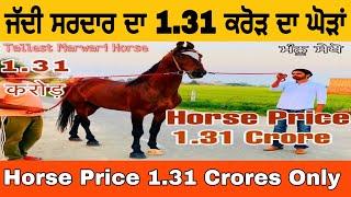 Tallest Marwari Horse | 1.31 Crore Price | Baba Stud Farm | Manu Sekhon