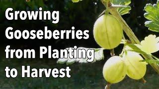 Growing Gooseberries from Planting to Harvest