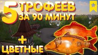 5 трофеев за 90 мин + Старвас Чешуйчатый и Зеркальный | ЦВЕТНЫЕ | оз. Янтарное | Русская Рыбалка 4