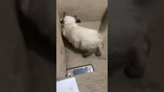 Kucing suka ngambekan #fyip #fypシ #tagsforlikes #foryou #shortvideo #kucinglucu