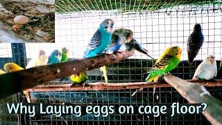 Why Budgies lay eggs on the cage floor ?