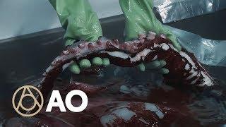 New Zealand’s Colossal Squid is No Joke | Object of Intrigue | Atlas Obscura