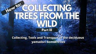 Collecting Bonsai Trees From The Wild: Collecting, Tools, Packing and Planting  Deciduous Yamadori