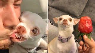 the most angry nikki chihuahua compilation। chihuahua dog #1। Fanny chihuahua TV