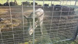 60+ Wild Hogs Trapped in Burton, Texas