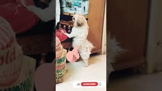 30 days challenge| Shihtzu pregnancy time| Baby bump | barking #vdsquare #kannadavlog