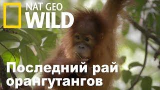 Nat Geo Wild: Последний рай орангутангов / The Last Orangutan Eden