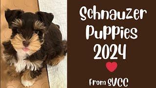 SVCC Schnauzers Year of Puppy Photos 2024