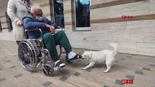 Patient dog (Boncuk) waits for days outside hospital for owner (2) (Turkey) BBC News 23 January 2021