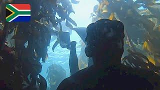 The Secret Underwater Forrest in Cape Town South Africa 