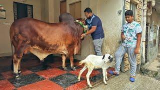 ফান্টা চলে এলো "একান্ত আপন" এ  গাড়ী থেকে নামার সময় পরে গিয়ে ব্যাথা পাইছে, সবাই দোয়া করবেন 