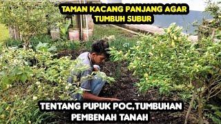 Taman Kacang Panjang Agar Tumbuh Subur, Tentang Pupuk POC.