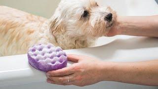 Dog Fashion Spa - Soap-Infused Spounges