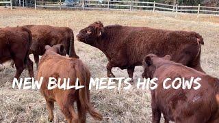 What happens when you give a new Dexter bull to cows? Please SUBSCRIBE