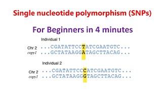 Single nucleotide polymorphism | SNPs | SNPs for beginners |