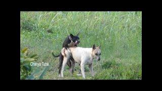 Awesome Summer Ruraldogs!! Rat Terrier dog Vs labrador retriever In Middle Village Part 01