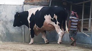 Biggest austral Bull | Biggest Australian cow in Bangladesh 2021 | Sadeeq Agro 2021 | Cow video