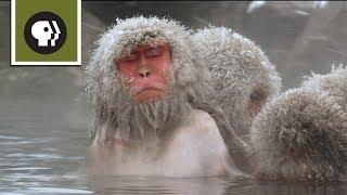 Snow Monkeys Soak in Hotsprings