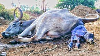 kangeyam cow delivery | kangeyam Bull   | jallikattu breed