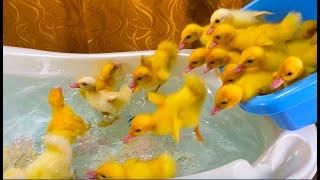 Funny Ducklings jump and swim in the mini bath for baby