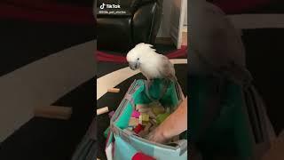 Вредный какаду. Harmful cockatoo.