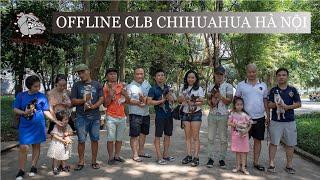 Offline giống chó bé nhất thế giới  - Chihuahua / Hùng Chó Channel