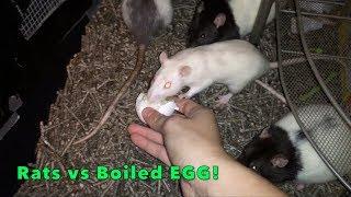 6 Rats...1 Egg...May The Best Rat Win!