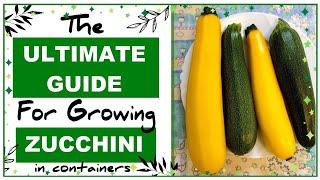 Growing Zucchini in Containers: How to Grow Courgettes in Pots - Everything you need to Know!