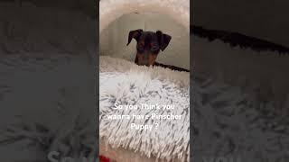 #trending #trendingaudio #pinscher #puppy #dog #doglover