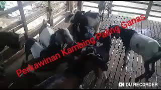 Perkawinan kambing Terganas di Dunia