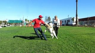 Central Asian Shepherd dog Alabai CAO protection work