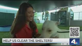 Clear the Shelters Pasadena Humane