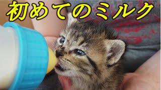 保護した子猫に初めてのミルクをあげました。吸い付く姿が可愛すぎる・・・