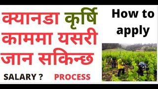 How to Go Agricultural  Work visa In Canada for Nepal |  Canada Farm working visa For Nepali