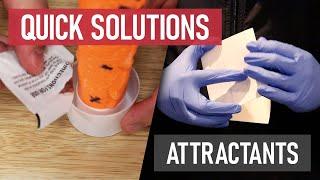 Quick Solutions: How to Use Attractants for Pest Control