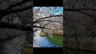 #japan #cherryblossom #nature #flowers