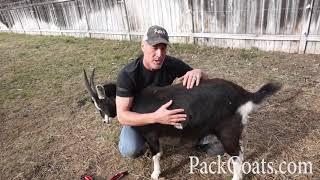 How to Flip a Goat and Why