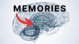 The Hippocampus: Your Brain’s Memory Card