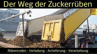 Der Weg der Zuckerrüben vom Feld bis zur Verarbeitung - Zuckerherstellung - Nordzucker Uelzen