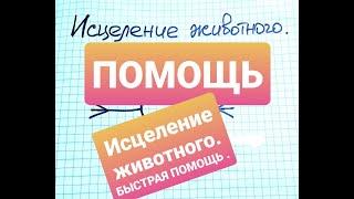 ИСЦЕЛЕНИЕ  ЖИВОТНЫХ  ! #ИзлечениеЖивотного.