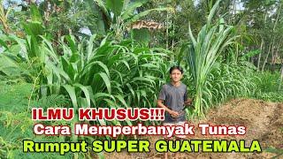 Ilmu Ngarit khusus Rumput Guatemala, Untuk Memperbanyak Tunas